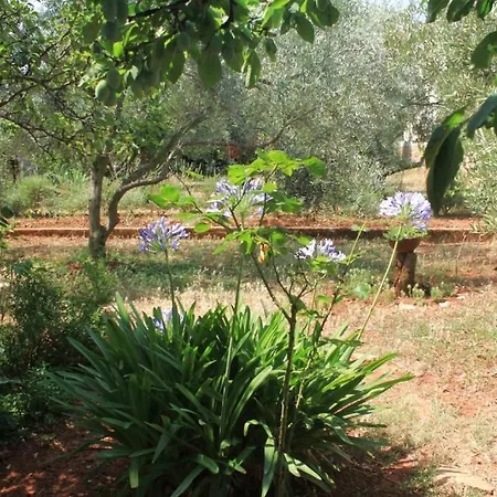 Apartments By The Sea Ugljan - 8301 Apartment Ugljan